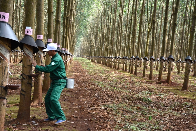 Through the EUDR, Vietnam’s rubber exports will grow strongly in the European market. Photo: Tuan Anh.