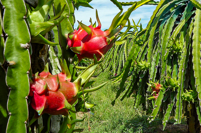 Dragon fruit has become very popular in California, posing opportunities for Vietnam's dragon fruit exporters.