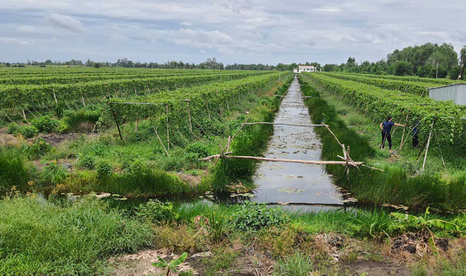 Công ty TNHH Nông nghiệp Thái An liên kết với Tập đoàn Vạn Hòa trồng thử nghiệm 7 ha chanh vàng tại huyện Tân Phước. Ảnh: Quang Yên.