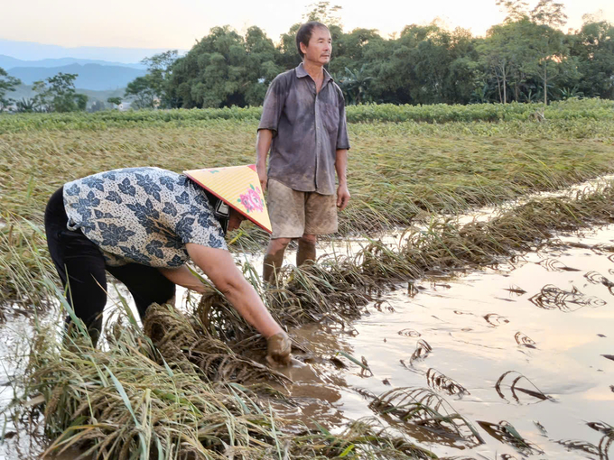 Ruộng lúa sắp được thu hoạch của nhà bà Lan bị 'hà bá' cướp trắng. Ảnh: Thanh Tiến.