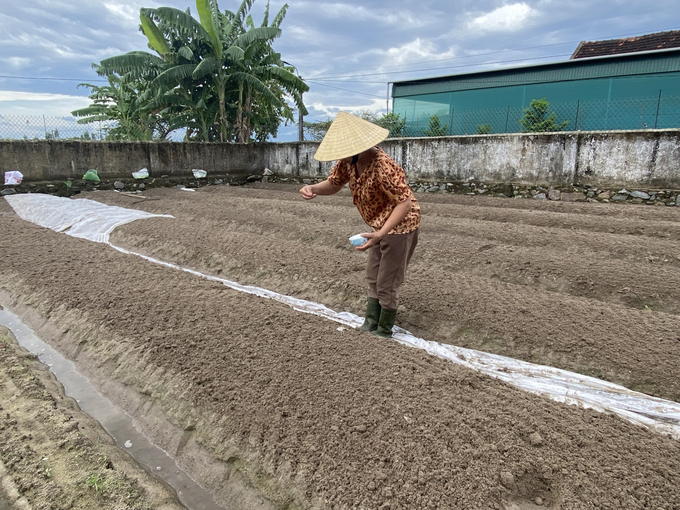 Nhiều địa phương trên toàn tỉnh Hà Tĩnh đang tập trung làm đất, gieo trồng cây vụ đông. Ảnh: Nguyễn Hoàn.