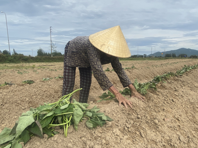 Vụ đông năm nay, diện tích khoai lang tại nhiều địa phương ở Hà Tĩnh tăng do dễ trồng, tiêu thụ dễ, thu nhập cao. Ảnh: Nguyễn Hoàn.