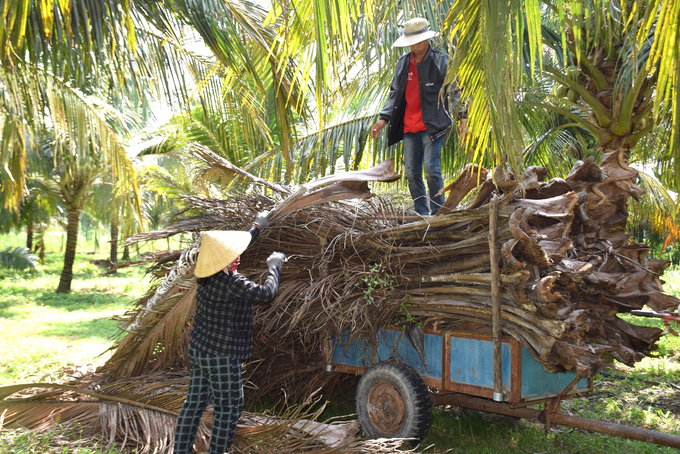 Phụ phẩm của cây dừa được nông dân tận dụng ủ với phân bò làm phân hữu cơ. Ảnh: V.Đ.T.