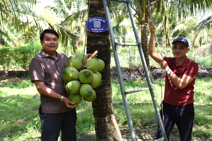 Anh Võ Ngọc Huynh, người mua đứt 1 cây dừa của anh Lưu Anh Vũ trong thời gian 1 năm. Ảnh: V.Đ.T.