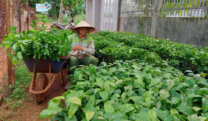 Hiện nay tại Tây Nguyên có rất nhiều cơ sở bán cây giống cà phê, nếu không kiểm soát tốt sẽ gây thiệt hại lâu dài cho người dân. Ảnh: MP.