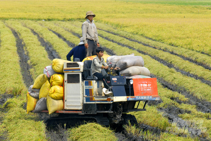 Nông dân huyện Tri Tôn thu hoạch lúa . Ảnh: Lê Hoàng Vũ.