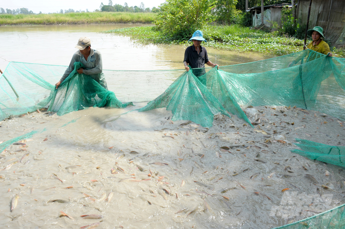 Để phát triển mô hình này bền vững và được triển khai hàng năm từ tháng 7-8 nông dân thu hoạch lúa hè thu xong cho nước lũ vào đồng ruộng và trữ cá đến tháng 11-12 sẽ thu hoạch rồi tiến hành xuống giống vụ đông xuân. Ảnh: Lê Hoàng Vũ.