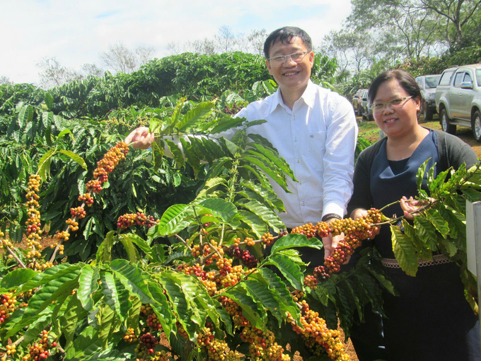 Trên 80% diện tích cà phê ở Tây Nguyên sử dụng giống do Viện Khoa học kỹ thuật Nông lâm nghiệp Tây Nguyên nghiên cứu và chọn tạo. Ảnh: MP.