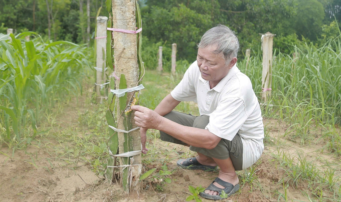 Ông Hồ Viết Minh bất lực trước bệnh 'nấm tắc kè' tàn phá thanh long. Ảnh: Việt Khánh.