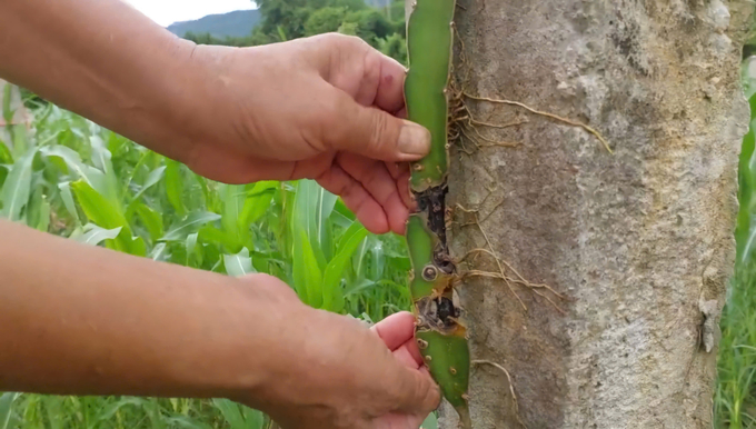 Mầm bệnh xâm nhập và tàn phá cây thanh long. Ảnh: Việt Khánh.