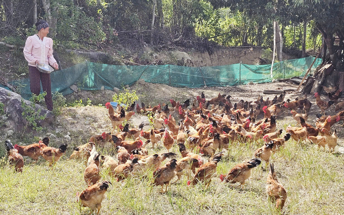 Huyện Tuyên Hóa đang nỗ lực để xây dựng thương hiệu 'gà đồi Tuyên Hóa'. Ảnh: T. Phùng.