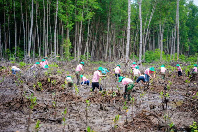 Công ty C.P. Việt Nam sẽ trồng mới và chăm sóc 10 ha rừng ngập mặn trong năm 2024. Ảnh: Minh Sáng.