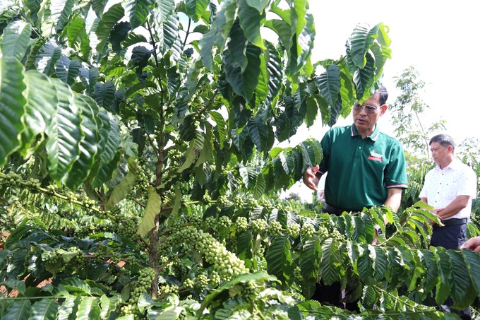 Coffee varieties transferred to people by the Western Highlands Agriculture and Forestry Science Institute achieve high productivity. Photo: Quang Yen.