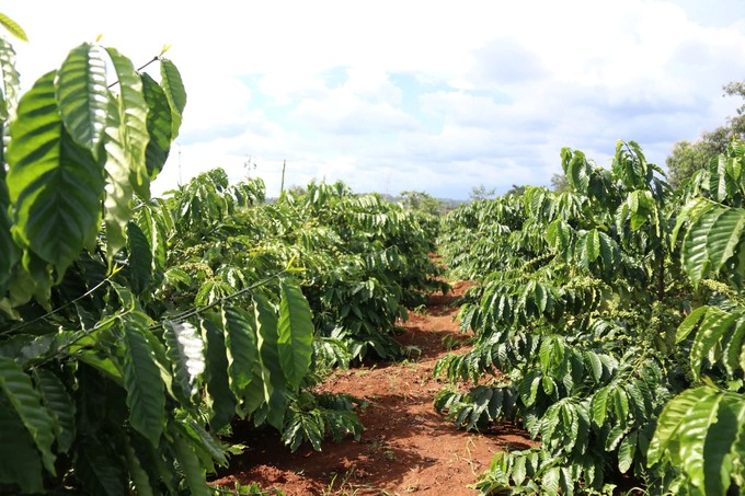 TRS1 coffee variety is the main variety serving coffee replanting in the Central Highlands in recent years as well as today. Photo: Quang Yen.