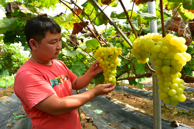 Vườn nho đến ngày thu hoạch của anh Quang. Ảnh: Dương Đình Tường.