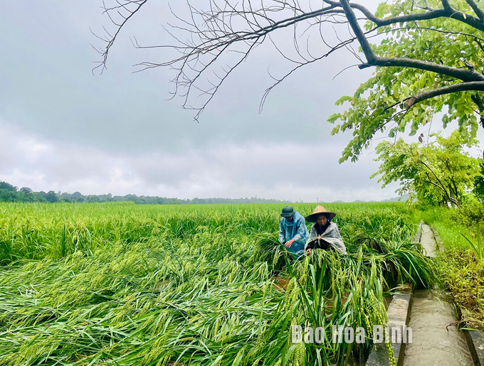 Dựng lại lúa bị đổ sau mưa bão. Ảnh: Báo Hòa Bình.