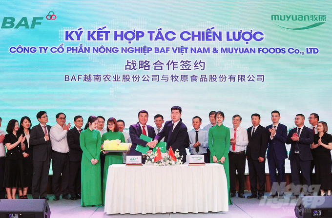 The ceremony was held to announce the strategic cooperation agreement between BAF Vietnam Agricultural Corporation and Muyuan Foods Group (China). Photo: Minh Sang.