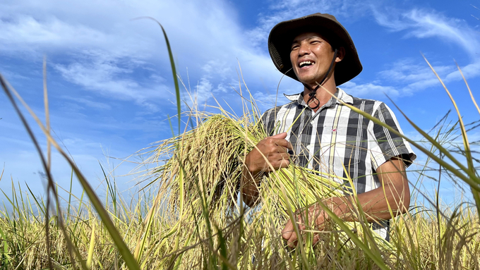 Schemes with the topics of high-quality rice production, sustainable development and green growth bring many values ​​to farmers and businesses. Photo: TL.