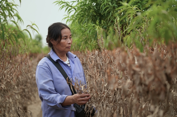 Bà Trần Thị Chinh thất thần bên vườn đào đã bị chết do ngập nước. Ảnh: Hùng Khang.