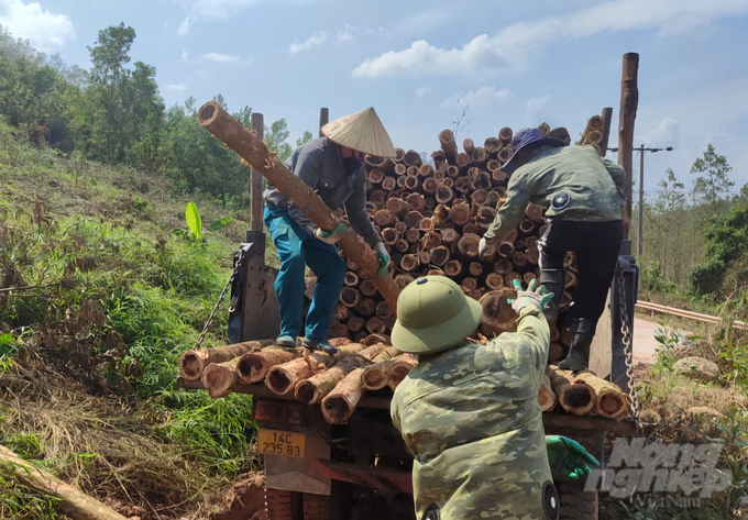 Sau trận bão số 3, keo bị gãy đổ hàng loạt. Bà con đang tất bật thu gom keo gãy đổ bán cho các cơ sở thu mua. Ảnh: Cường Vũ