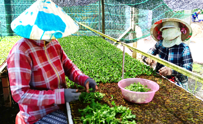 Làng hoa Sa Đéc có tổng diện tích gần 1.000ha, riêng vụ hoa Tết năm nay có hơn 2.000 hộ dân tham gia trồng hoa với diện tích 100ha. Ảnh: Lê Hoàng Vũ.