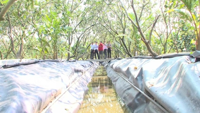 Spreading tarpaulin to store irrigation water for the pomelo garden in Tien Giang. Photo: Minh Dam.