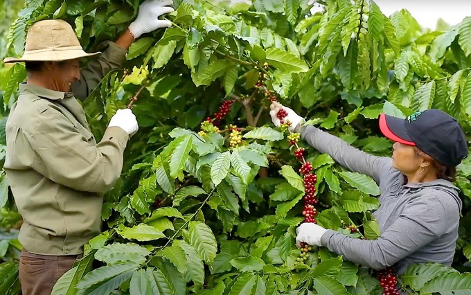 A farmer household produces sustainable coffee under the NESCAFÉ Plan. Photo: Thanh Son.