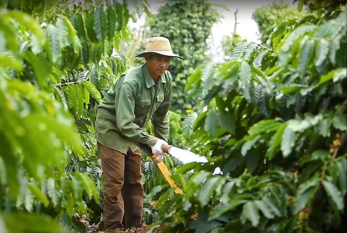 Sustainable coffee production helps farmers reduce irrigation water by 40–60%. Photo: Thanh Son.