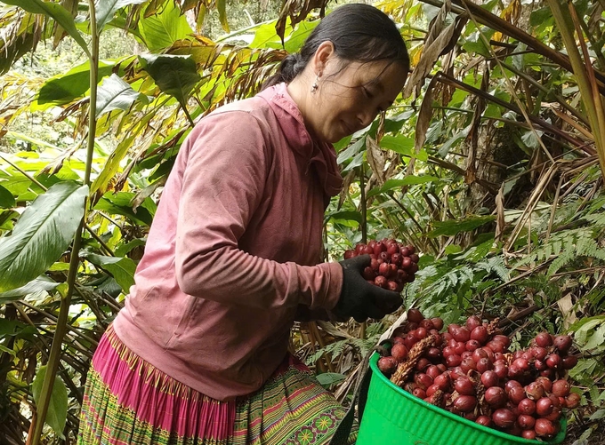 Mùa thu hoạch thảo quả bắt dầu từ cuối tháng 7 dương lịch và kéo dài đến hết tháng 10 hàng năm. Ảnh: Thanh Tiến.