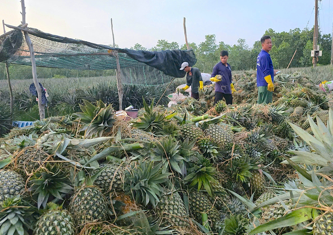 Khóm ở Tiền Giang đang có giá cao nhất từ trước đến nay. Ảnh: Minh Đảm.