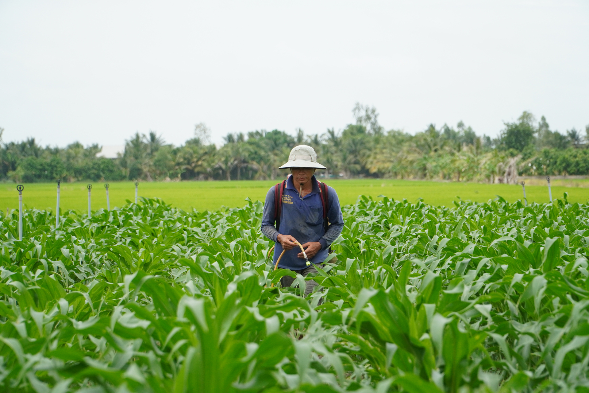 Rẫy bắp của anh Lê Hoàng Em (ấp Long An B, xã Phú Thọ, huyện Tam Nông, tỉnh Đồng Tháp) xuống giống được 1 tháng, trong khi xung quanh trồng lúa vụ 3. Ảnh: Kim Anh.