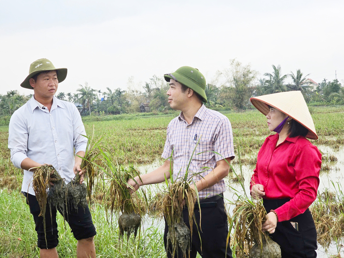 Sản xuất lúa tại các tỉnh phía Bắc thiệt hại nặng nề do bão số 3, vì vậy nguồn cung giống lúa sẽ rất căng thẳng trong vụ đông xuân 2024 - 2025. Ảnh: Đinh Mười.