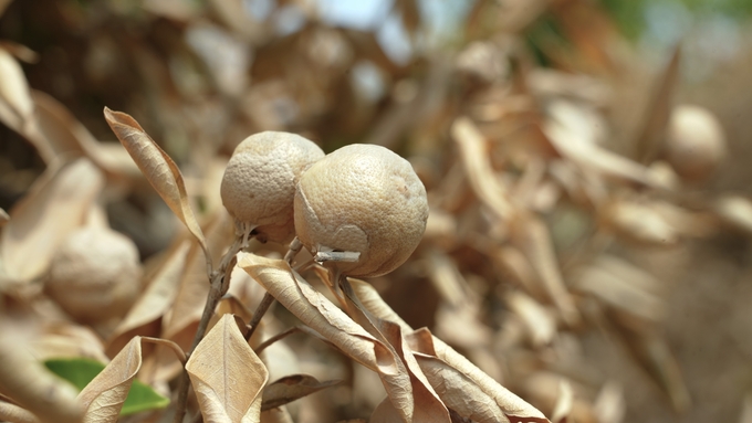 Kumquat fruit withered and died. Photo: Hung Khang.