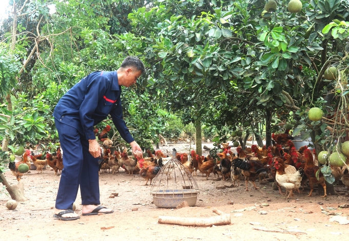 Theo ông Bùi Quang Hữu (ảnh), đàn gà HTX chăn nuôi gà đồi Tân Tiến vẫn khỏe mạnh sau đợt mưa lũ lớn vừa qua. Ảnh: Phạm Hiếu.