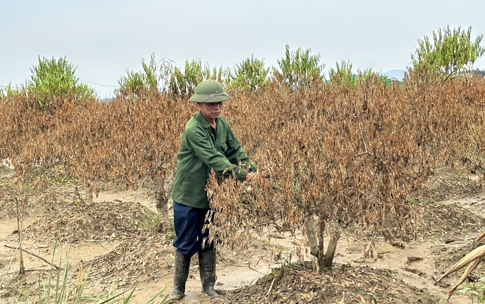 Vườn đào của ông Tô Văn Như tại phường Cam Giá, TP. Thái Nguyên. Ảnh: Quang Linh.