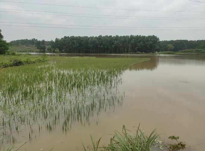 Typhoon Yagi impacted a vast area for an extended period. Photo: Thanh Tien.