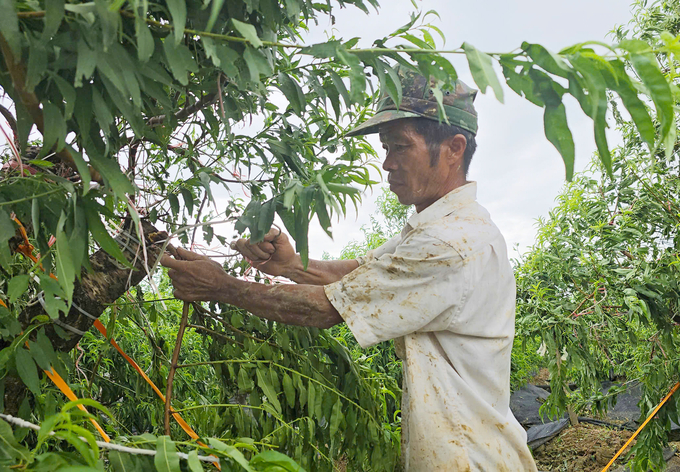 Anh Lê Đình Thắng cố cứu một cây đào may mắn chỉ dập lá và gãy cành. Ảnh: Đinh Mười.