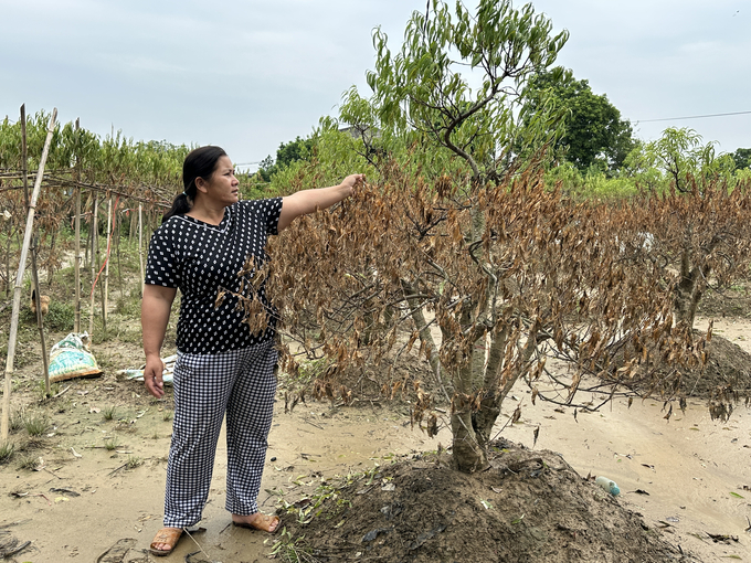 Chị Đào Thị Ngát buồn bã nhìn 'cây đào 2 màu lá' do lũ gây ra. nong duoc viet nam