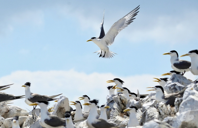 The density of seabirds at Hon Trung is considered to be among the highest in Southeast Asia. Photo: TL.