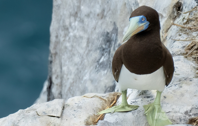 The brown booby. Photo: TL.