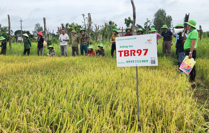 So với các giống lúa truyền thống, giống lúa TBR97 cho năng suất vượt trội khi gặp hạn hán. Ảnh: Quang Yên.