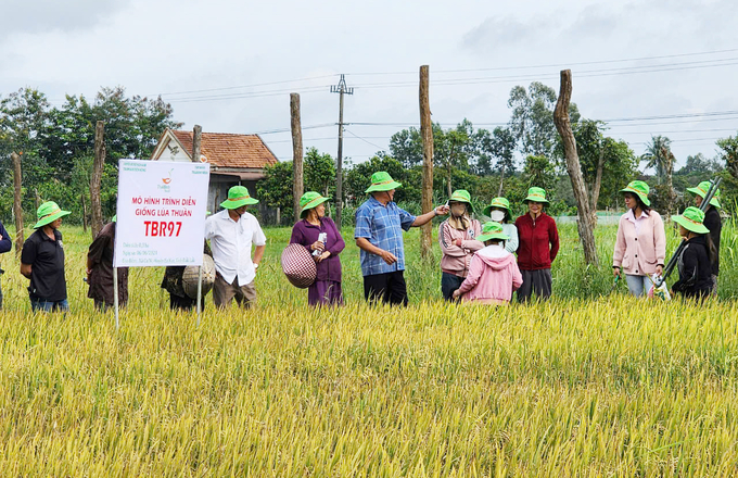 Người dân thôn Quảng Cư 1B tham mô hình lúa TBR97. Ảnh: Quang Yên.