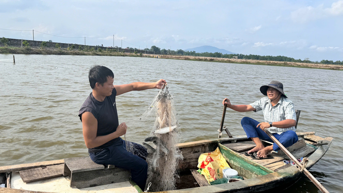 Nuôi xen ghép tôm sú, cá đối mục và cua biển cho hiệu quả cao hơn trên cùng một đơn vị diện tích, giảm rủi ro dịch bệnh. Ảnh: Ánh Nguyệt.