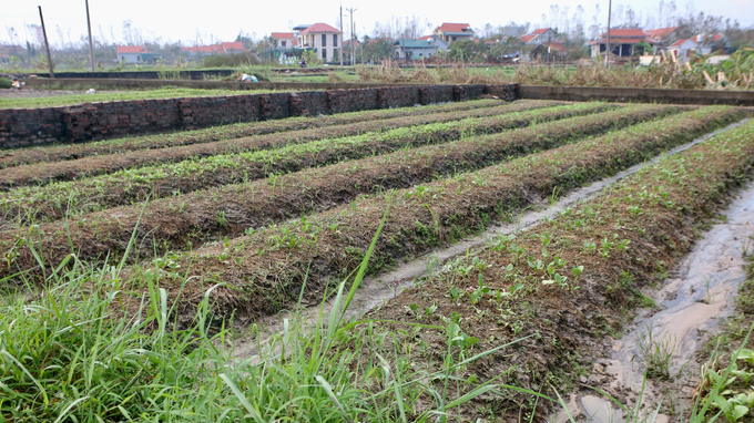 Sau bão, nhiều diện tích hoa màu tại Quảng Ninh bị mất trắng. Ảnh: Thanh Phương.