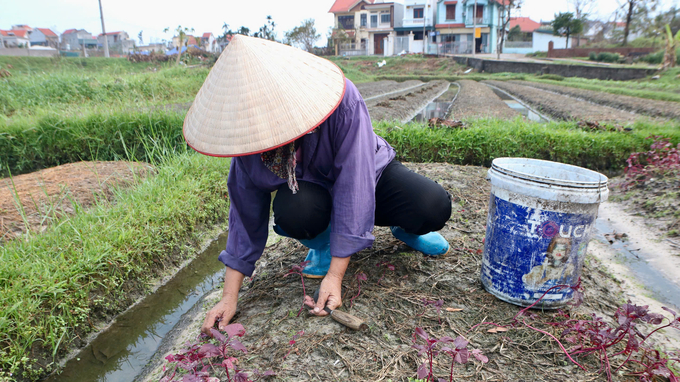 Bà Nguyễn Thị Nhiệm đang nhổ những luống rau bị dập nát do bão và cày xới đất, chuẩn bị tái sản xuất. Ảnh: Thanh Phương.