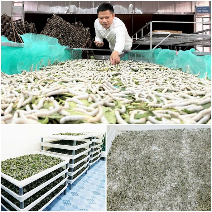 Cuong Nga Cooperative has mastered the technique of producing silkworm breeds and raising adult silkworms. Photo: Thanh Nga.