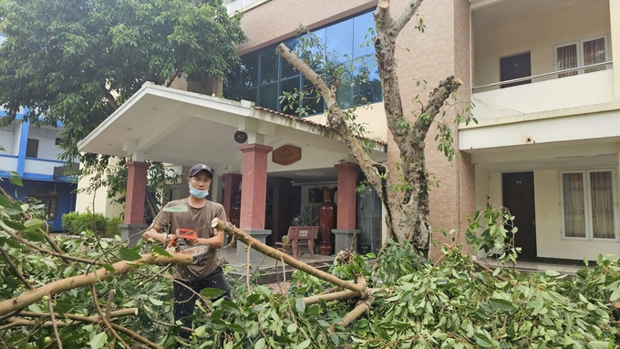 Nhiều đơn vị, cơ quan chủ động cưa cắt cành ngọn cây cổ thụ để tránh việc bão làm gãy đổ, bật gốc. Ảnh: T. Phùng.