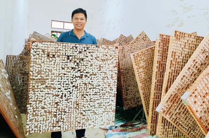 Silkworm cocoons are productive and of very good quality. Photo: Thanh Nga.