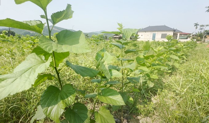 The land fund for developing the mulberry growing and silkworm raising profession in Huong Son is very abundant. Photo: Thanh Nga.