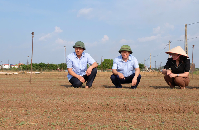 Giám đốc Sở NN-PTNT Hà Nội Nguyễn Xuân Đại (bên trái) cùng Chủ tịch UBND huyện Mê Linh Hoàng Anh Tuấn và Chi cục trưởng Cục Trồng trọt và Bảo vệ thực vật Hà Nội Lưu Thị Hằng kiểm tra việc khôi phục sản xuất rau màu tại thôn Đông Cao, xã Tráng Việt, huyện Mê Linh. Ảnh: Hoài Thơ.